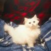 Luna | Female, Pure Bred, Doll Face Persian Kitten (CFA)