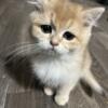 Golden British shorthair kitten male