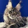 GORGEOUS TICA F 980-616-0124