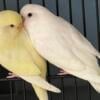 Beautiful Baby and Young Parakeet Budgies