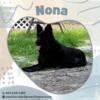 Female Black German Shepherd Available! For Pet Homes or Breeding