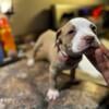 Bully pups piebald tri 