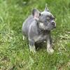 Frenchie AKC