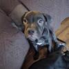 Two female pit puppies