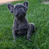 Reduced price! Small frenchie female