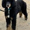 AKC Standard Poodle Open for STUD