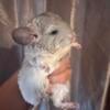 Baby Male White Mosaic Chinchilla