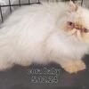 Persian Himalayan cats