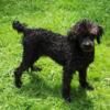 1 Toy/mini Poodle puppy Ready REDUCED