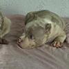 Quality nano bully pups
