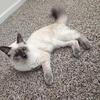 Blue Point Ragdoll Kitten Looking for a New Home 🐾