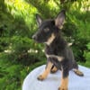 German shepherd puppy