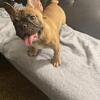 Frenchie carrying fluffy 