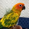 Sun Conure Babies Available