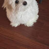 puppies for sale call 586-258-5661 private owner:)