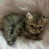 Exotic kitten cutest
