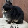 Netherland Dwarf Bunnies