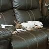 rat terriers
