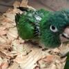 Blue Crown Conure babies