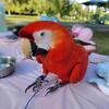 Scarlet Macaw