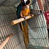 For sale: Blue and gold macaw