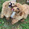 2 Toy Poodle puppies, health tested parents ! ready now !