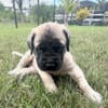 English Mastiff Puppies for Sale