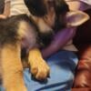 Purebred German Shepherd Puppies for Sale!