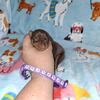 Miniature pinscher  min pin 