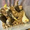 Sweet and beautiful handfed cockatiel babies. Only $150 each.