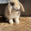 Holland lop buck 3 months old