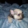 French bulldog akc male