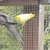 Parrotlet mature male