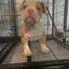 9 week bully puppies