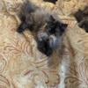 Tortie female  reserved