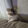 Cute Persian kitten available now