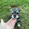 Miniature schnauzer 