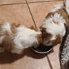 Shih Tzu AKC 2 Beautiful Puppies Need Loving Home