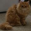 Gorgeous ginger male British long hair kitten