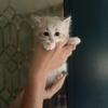 Ragdoll Kittens