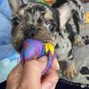 Merle French Bulldog (Male)