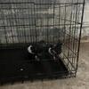 Afghan Pigeon 