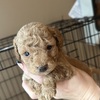 Toy Goldendoodles