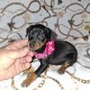AKC min pin/ miniature pinscher