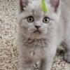 British short hair Lilac kittens