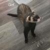3 ferrets