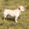 Fluffy carrier French bulldog STUD