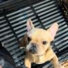 Frenchie male forsale 