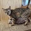 bengal sisters