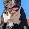 ABKC XL male American bully